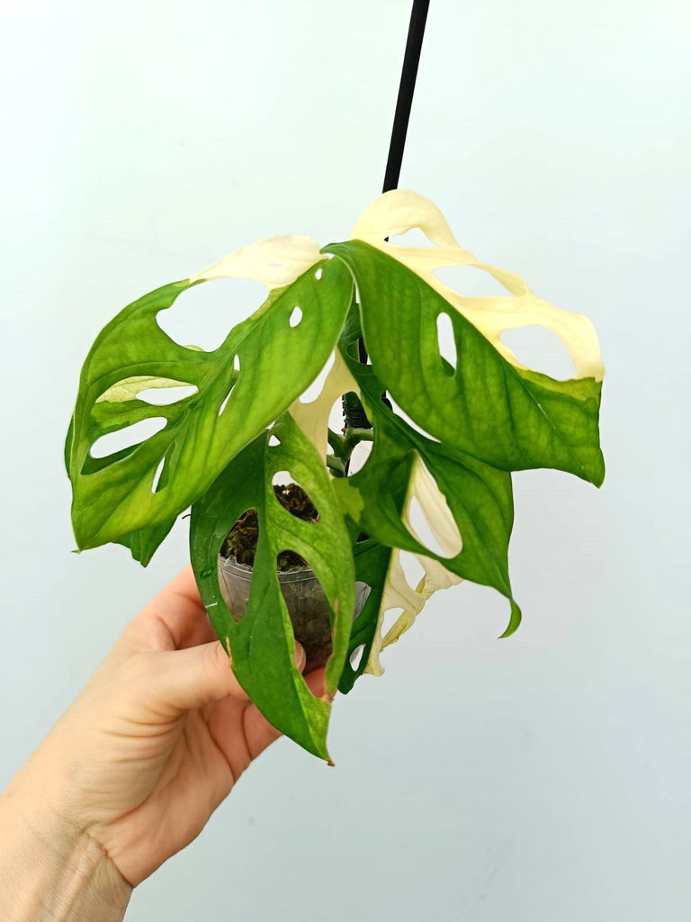 Monstera adansonii variegata