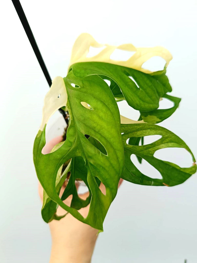 Monstera adansonii variegata