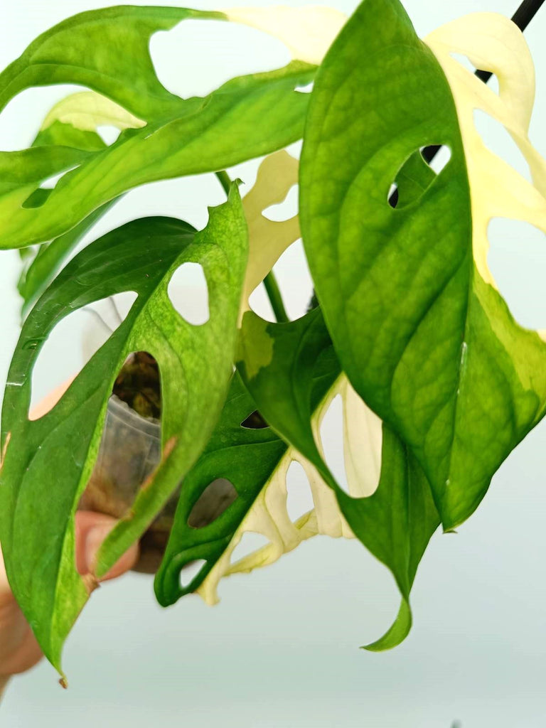 Monstera adansonii variegata