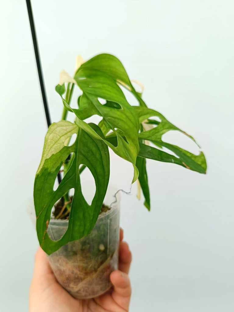 Monstera adansonii variegata