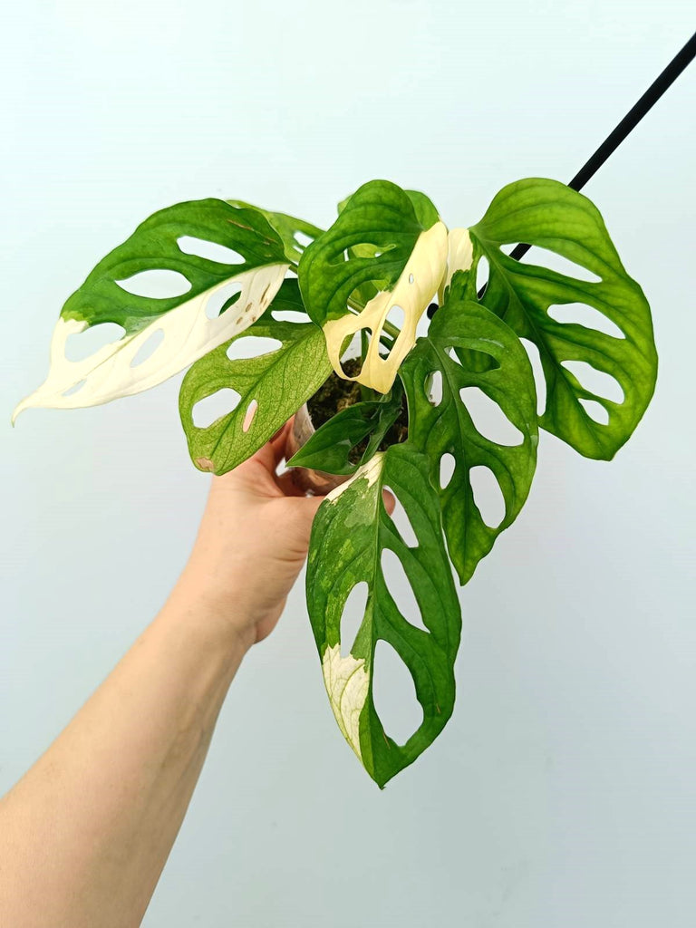 Monstera adansonii variegata