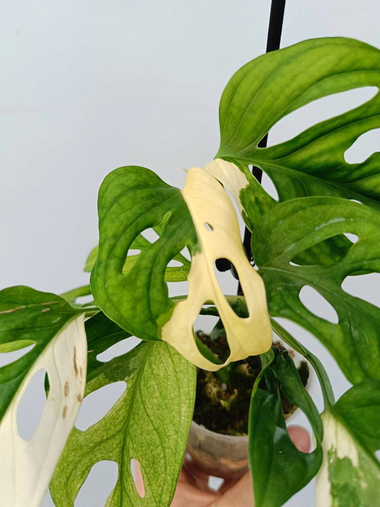 Monstera adansonii variegata