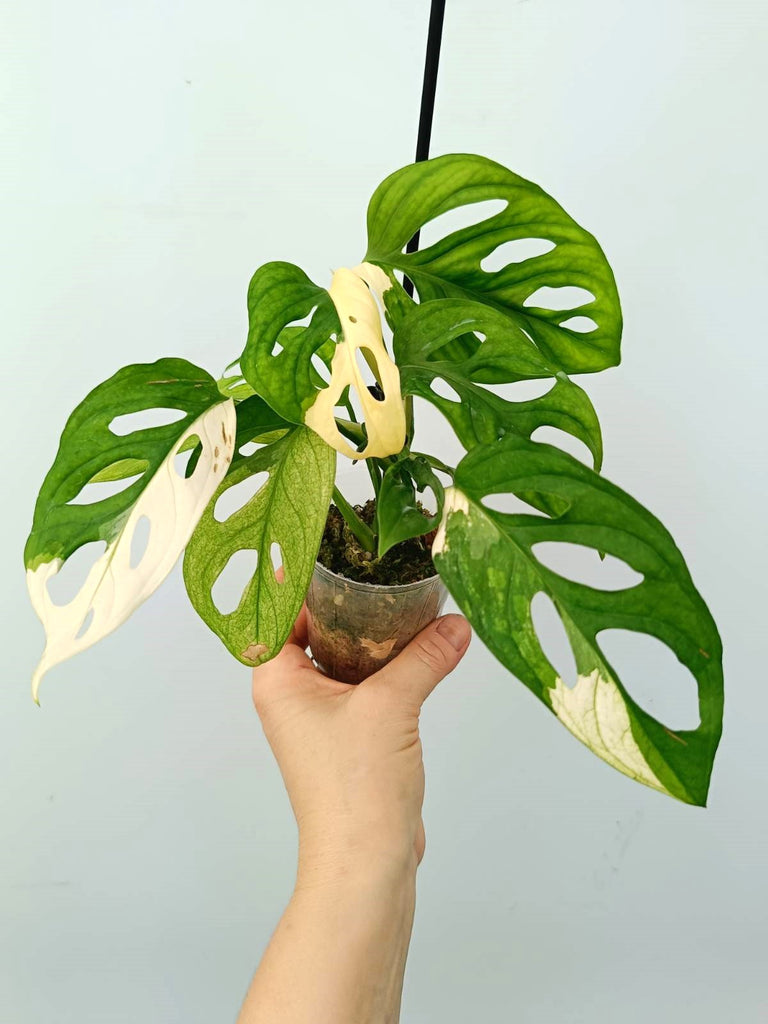 Monstera adansonii variegata