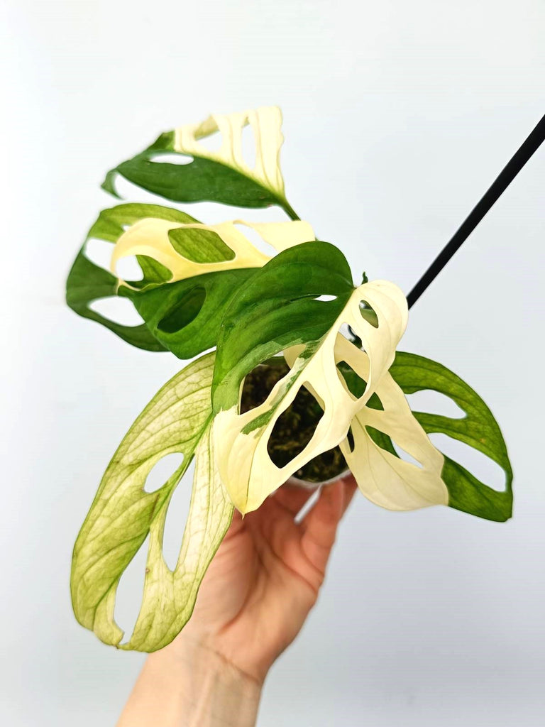 Monstera adansonii variegata