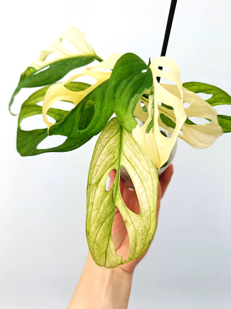 Monstera adansonii variegata