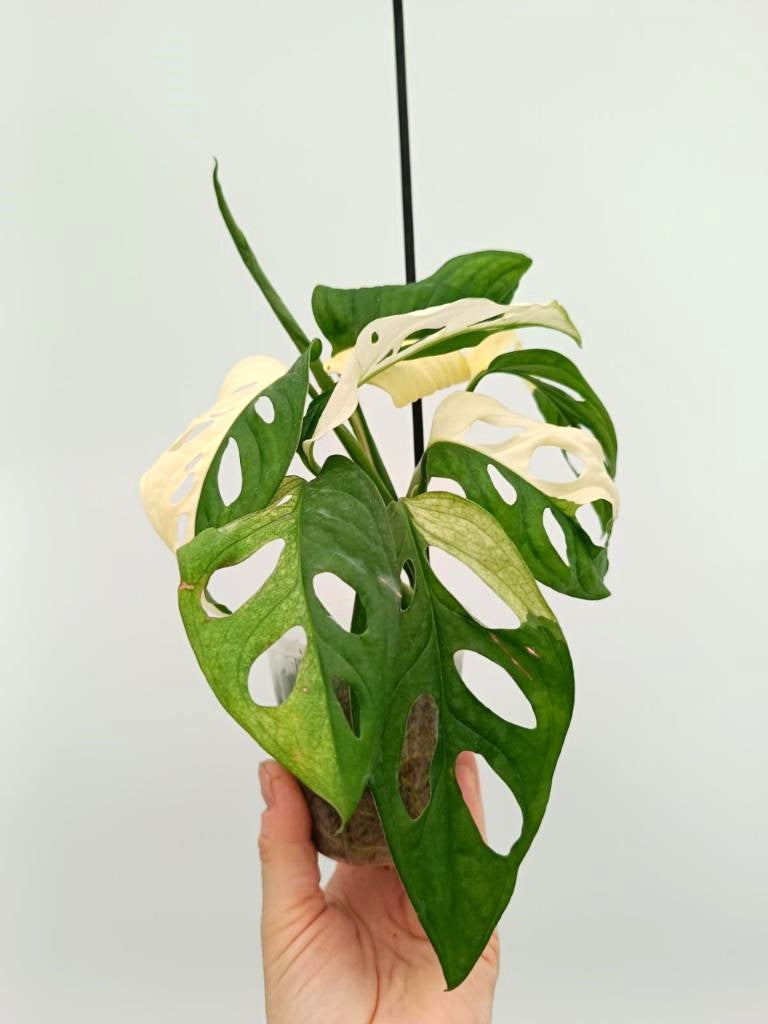 Monstera adansonii variegata