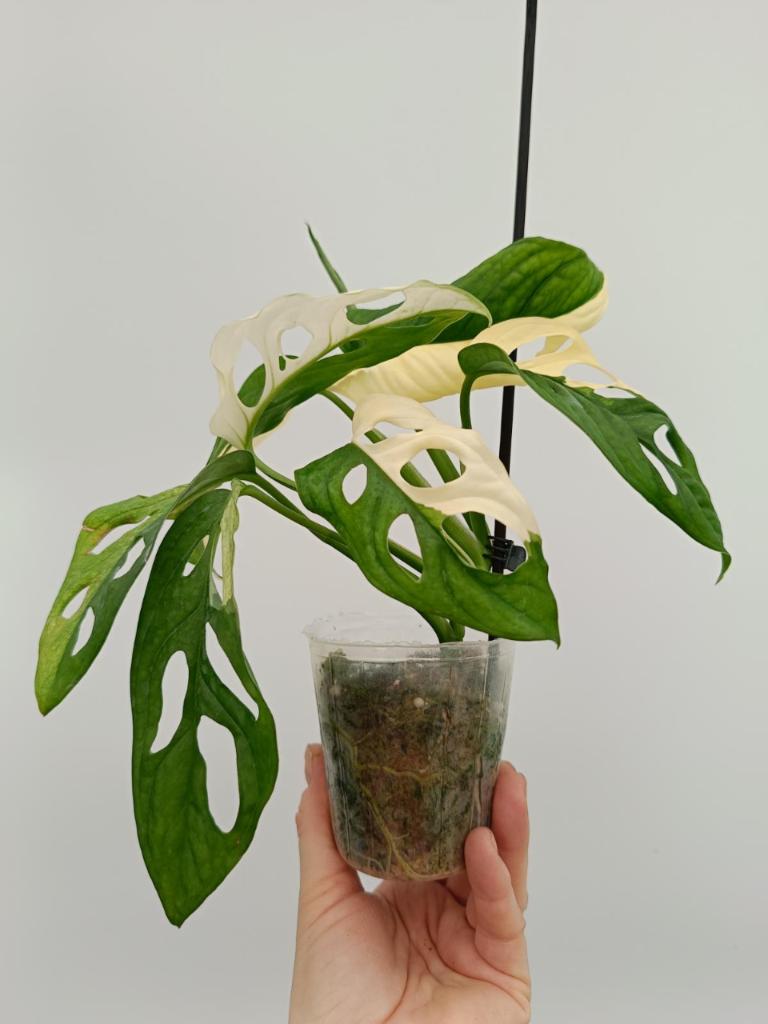 Monstera adansonii variegata