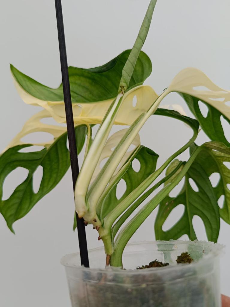 Monstera adansonii variegata