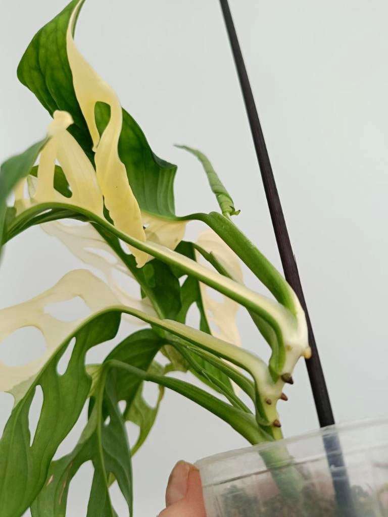 Monstera adansonii variegata