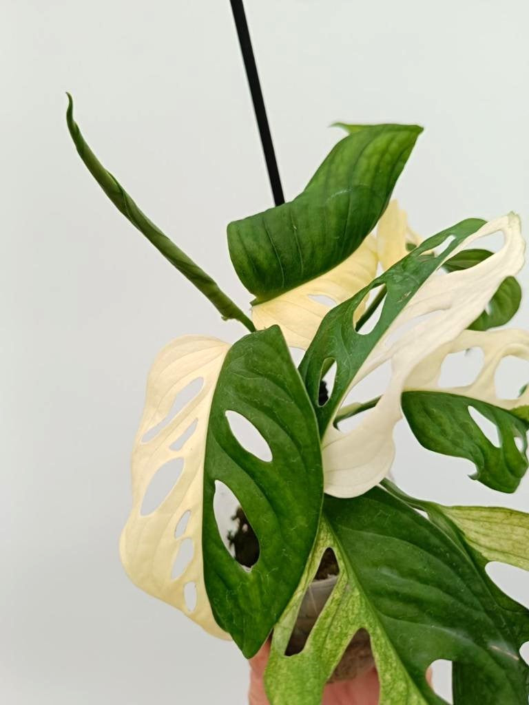 Monstera adansonii variegata