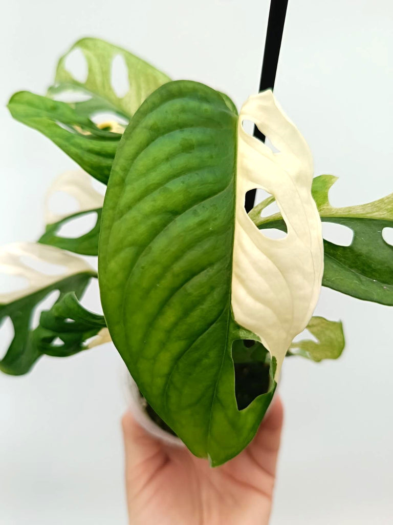 Monstera adansonii variegata