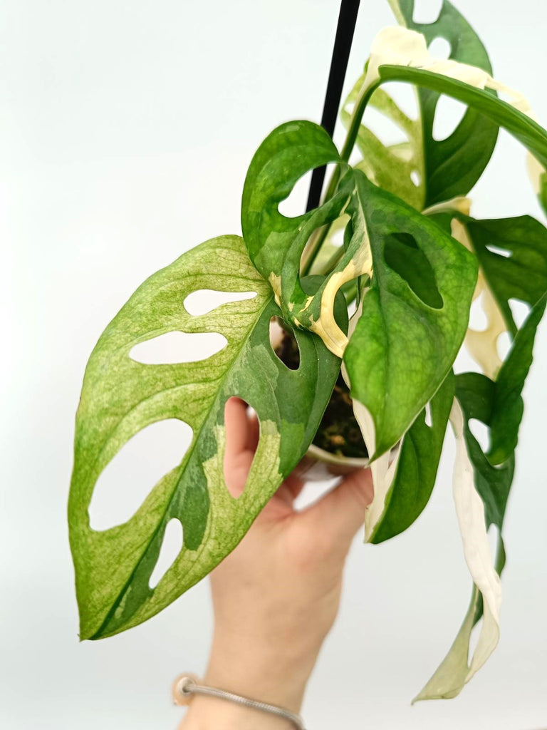 Monstera adansonii variegata