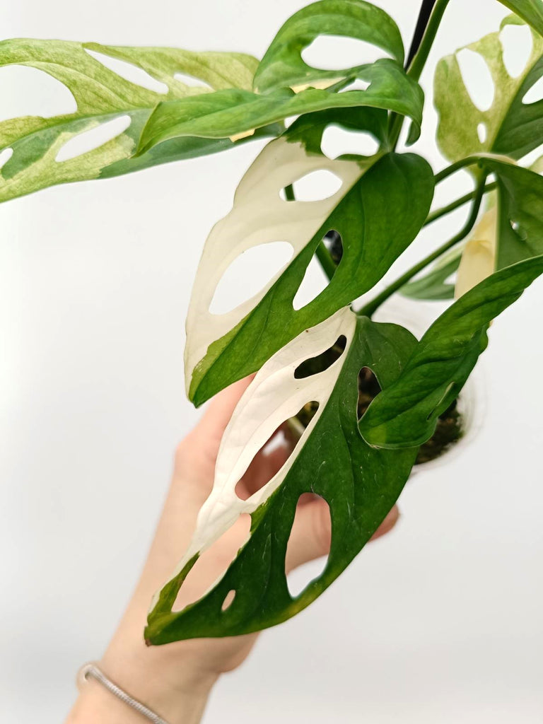 Monstera adansonii variegata