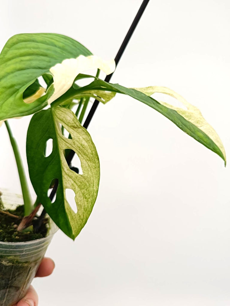 Monstera adansonii variegata