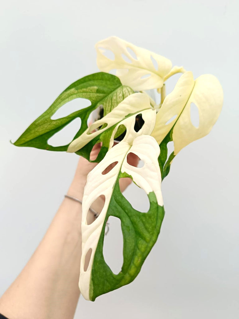 Monstera adansonii variegata