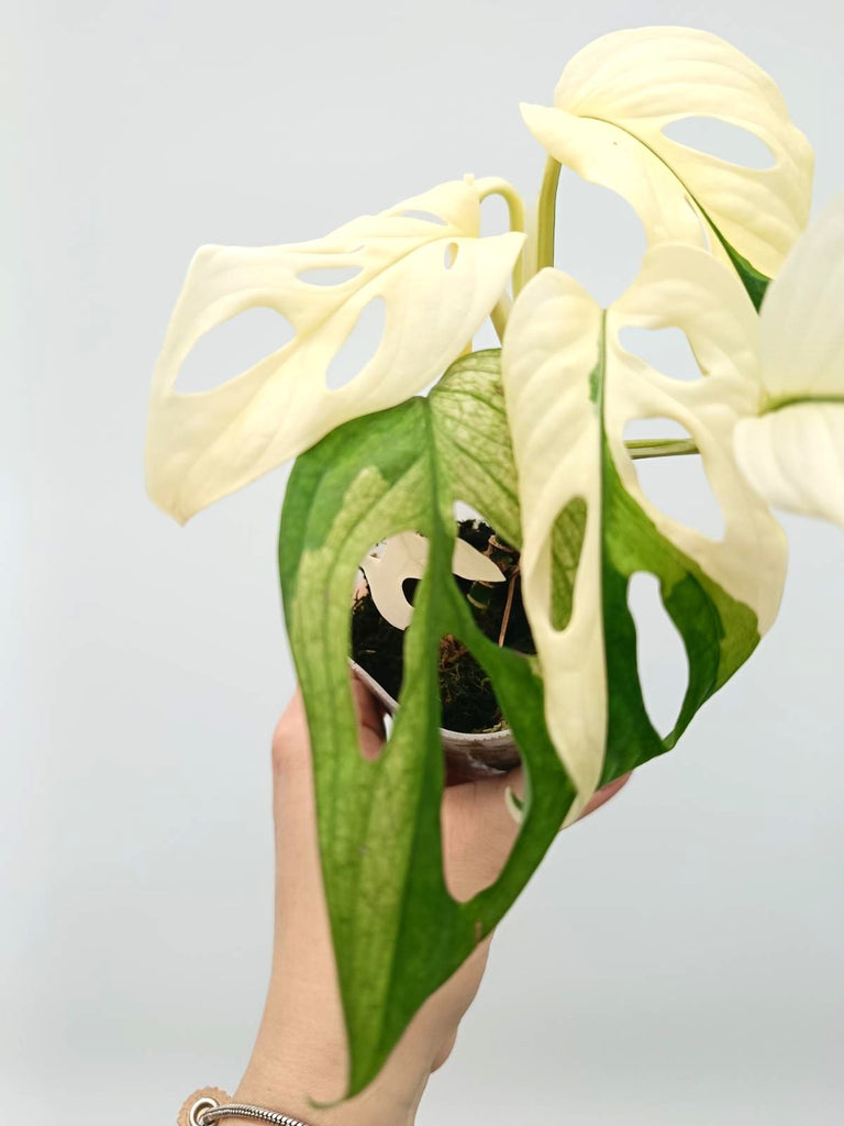 Monstera adansonii variegata