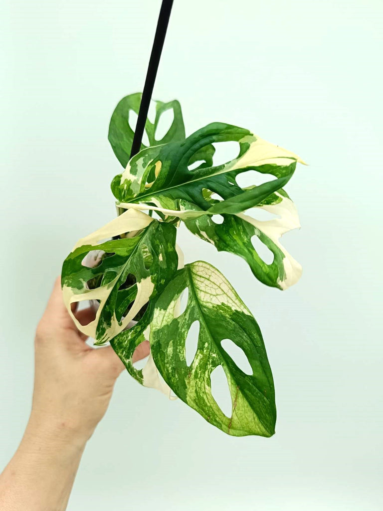 Monstera adansonii variegata