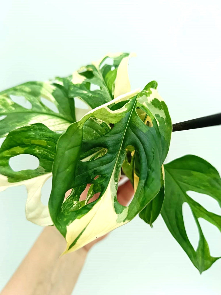 Monstera adansonii variegata