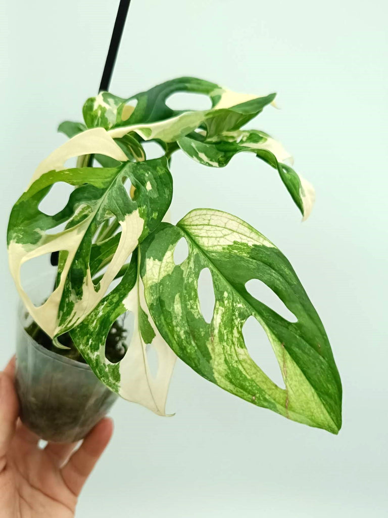 Monstera adansonii variegata