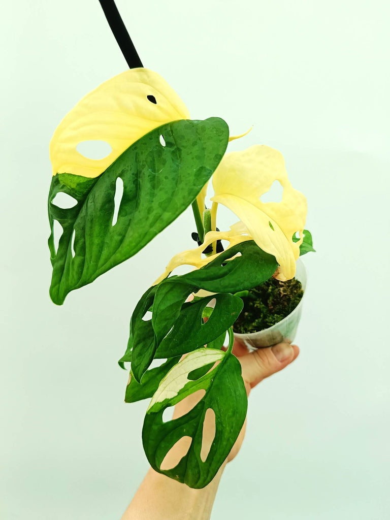 Monstera adansonii variegata