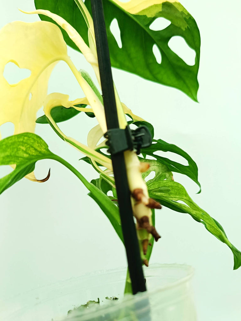 Monstera adansonii variegata