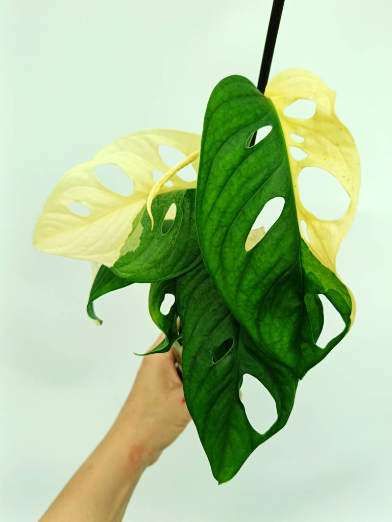 Monstera adansonii variegata
