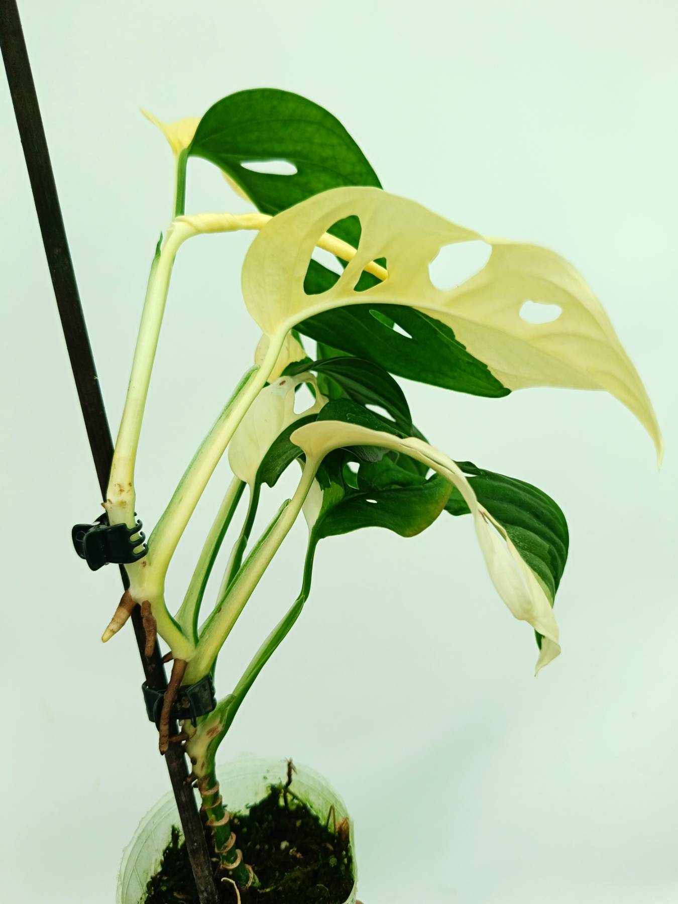 monstera adansonii archipelago variegata Monstera adansonii variegata