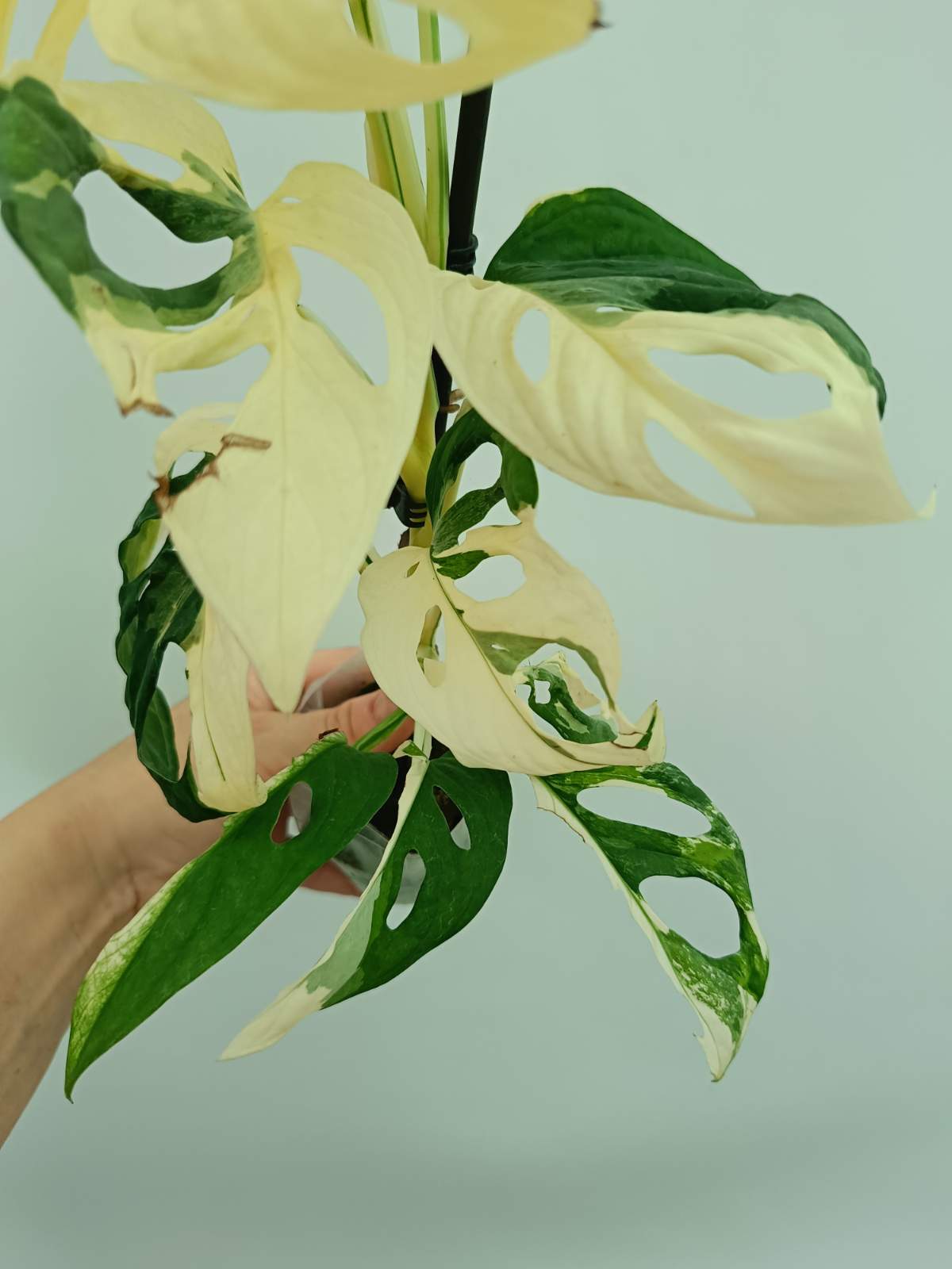 monstera adansonii flower Monstera adansonii variegata