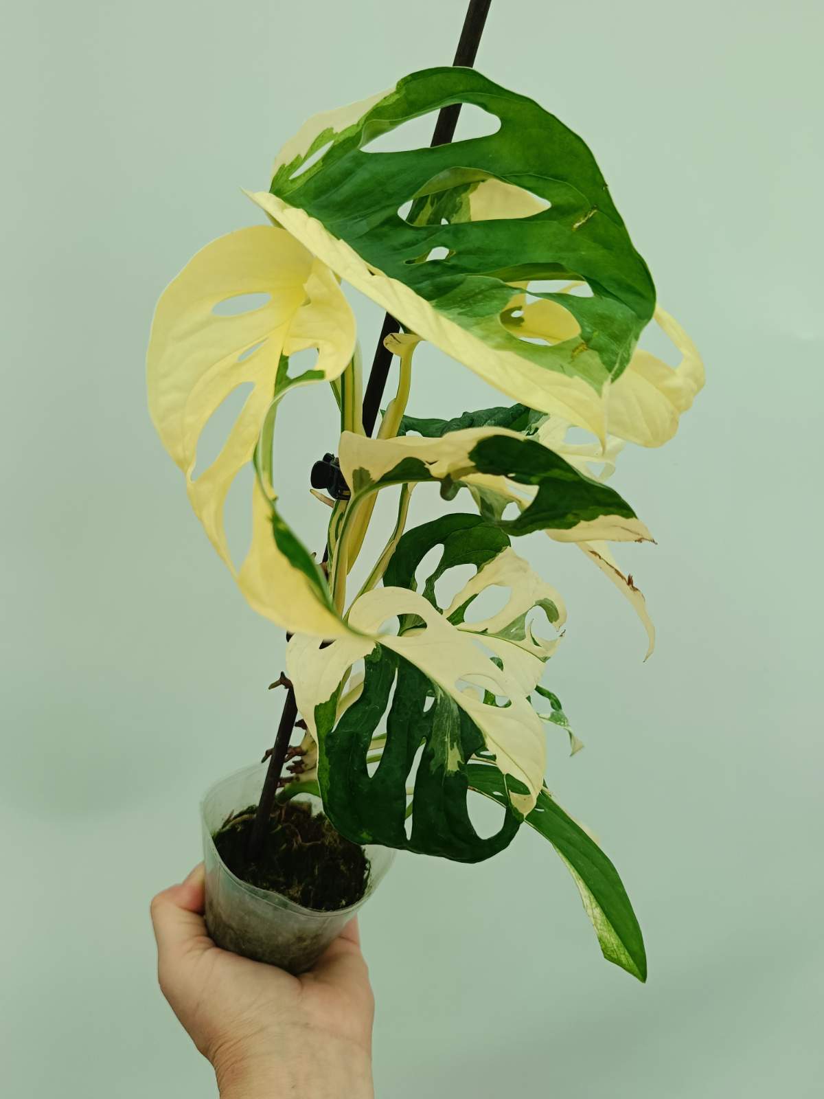 monstera adansonii archipelago variegata Monstera adansonii variegata