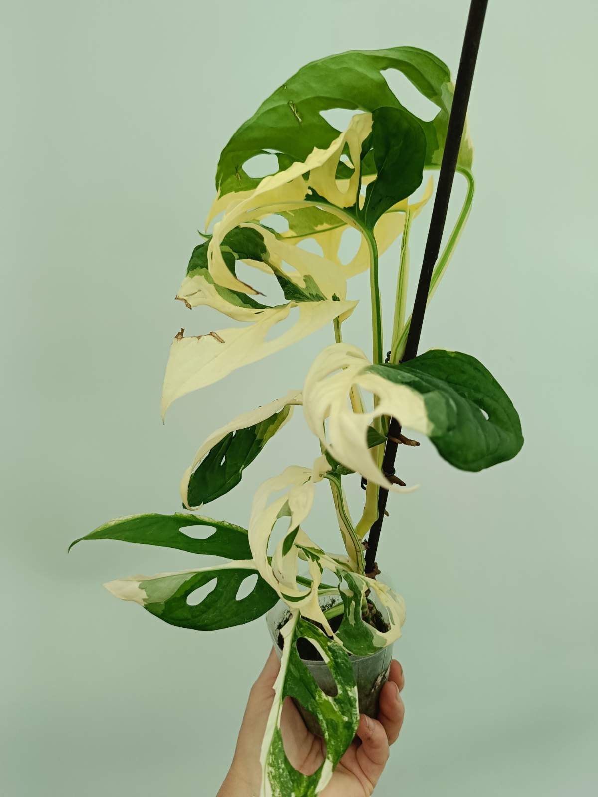 monstera adansonii velvet Monstera adansonii variegata