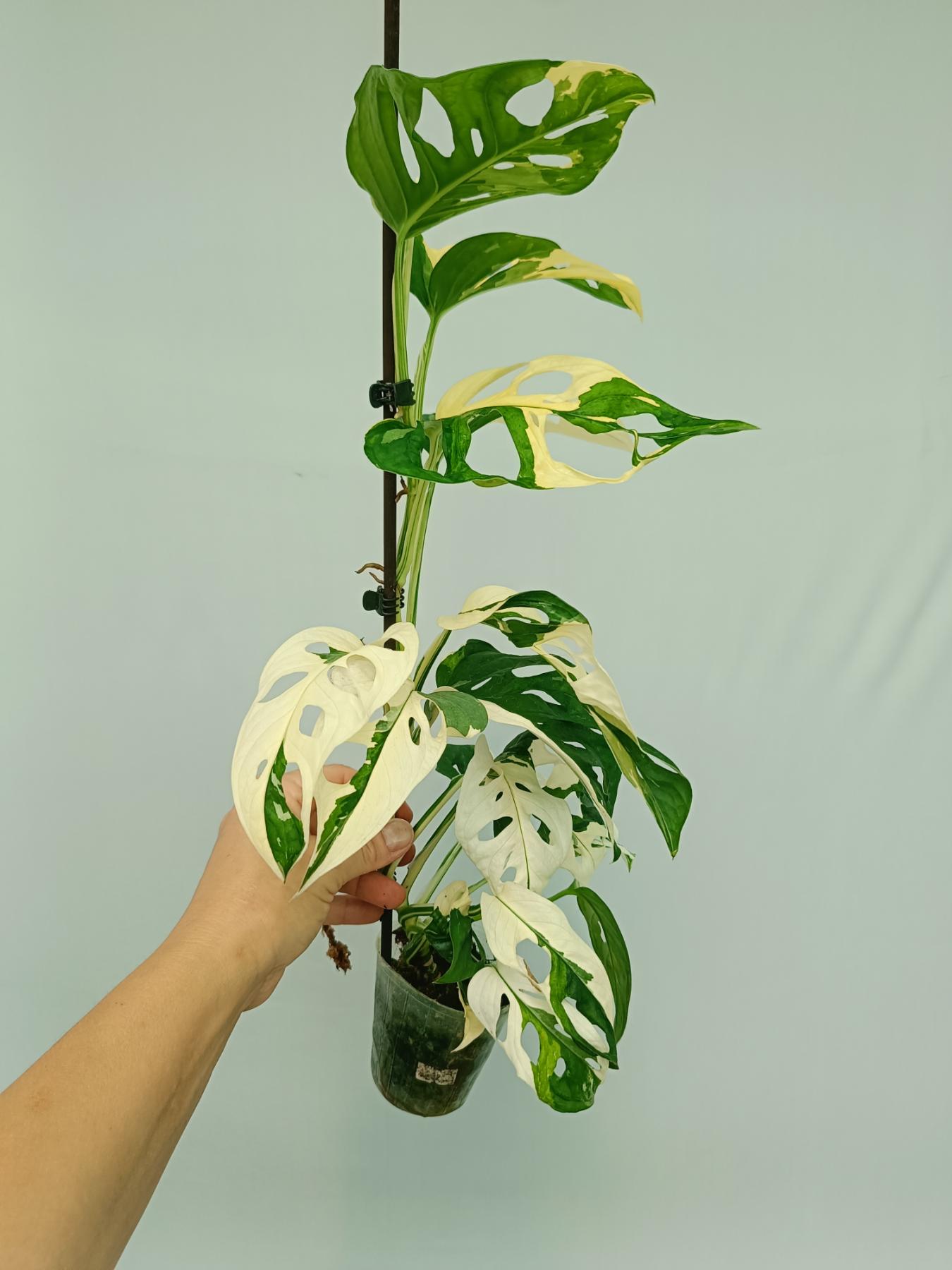 Monstera adansonii variegata | Welovetropicalplants