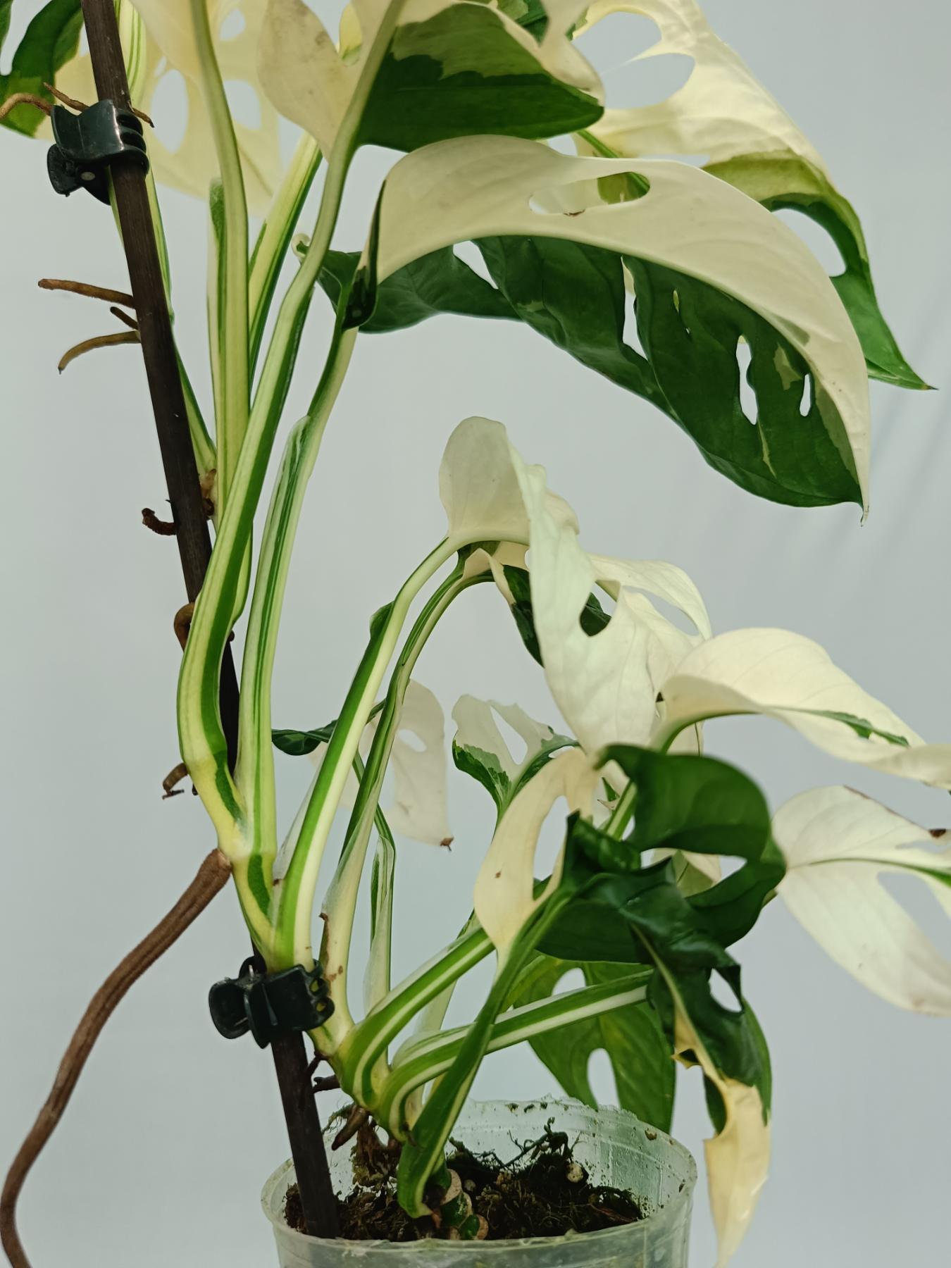 Monstera adansonii variegata | Welovetropicalplants