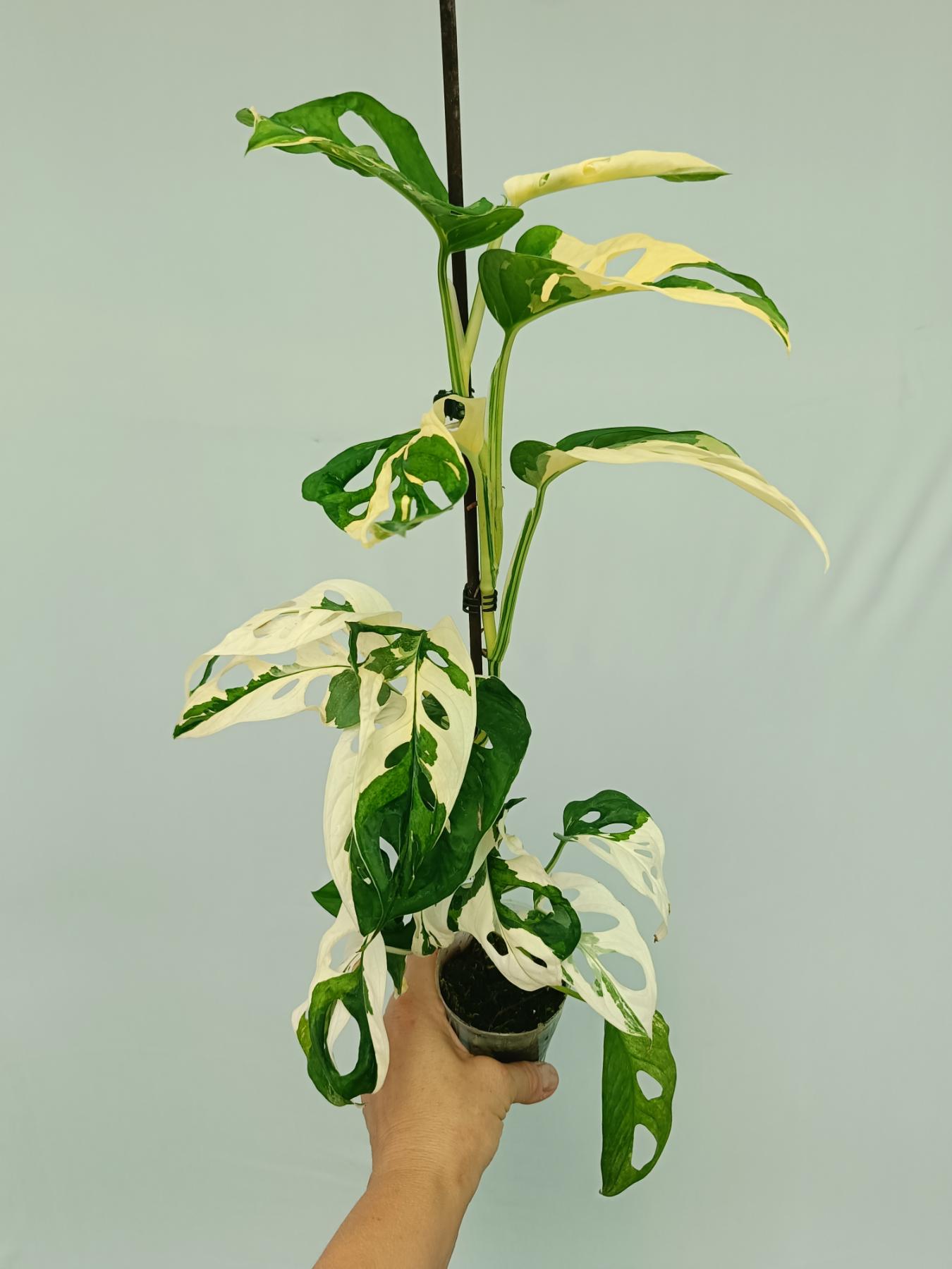 monstera adansonii xl Monstera adansonii variegata