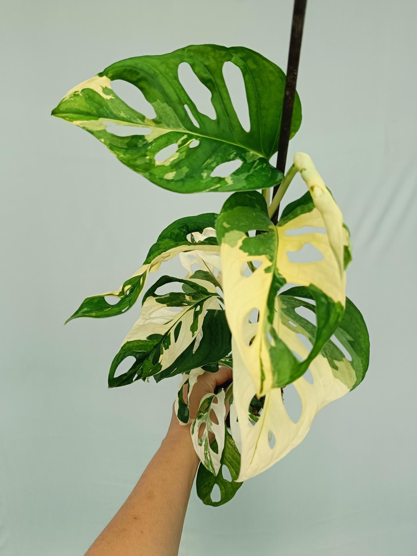 Monstera adansonii variegata | Welovetropicalplants