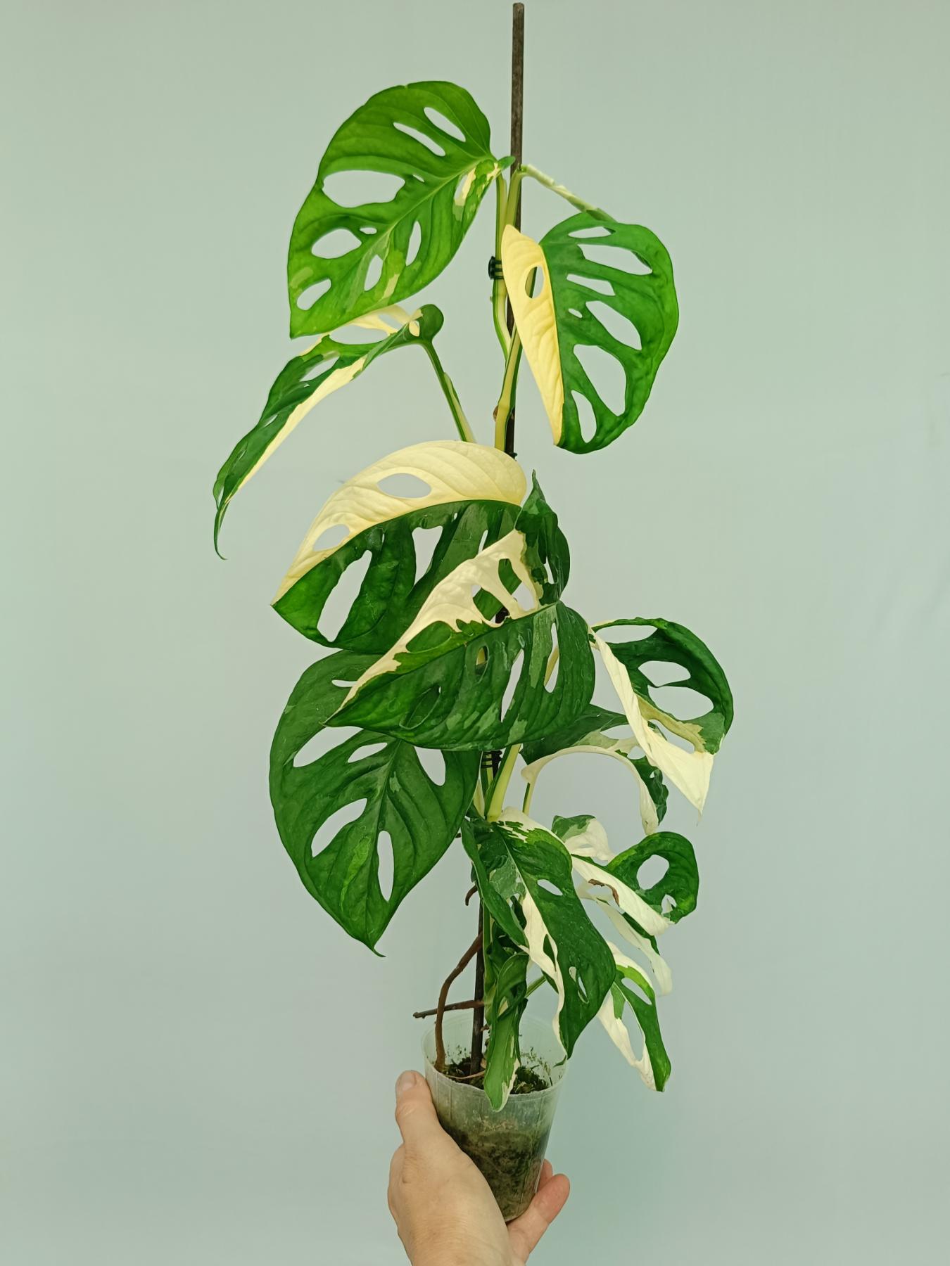 Monstera adansonii variegata | Welovetropicalplants