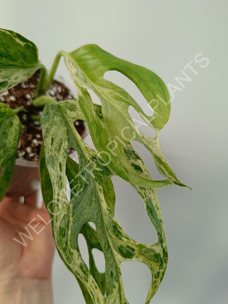 Monstera adansinii variegata mint