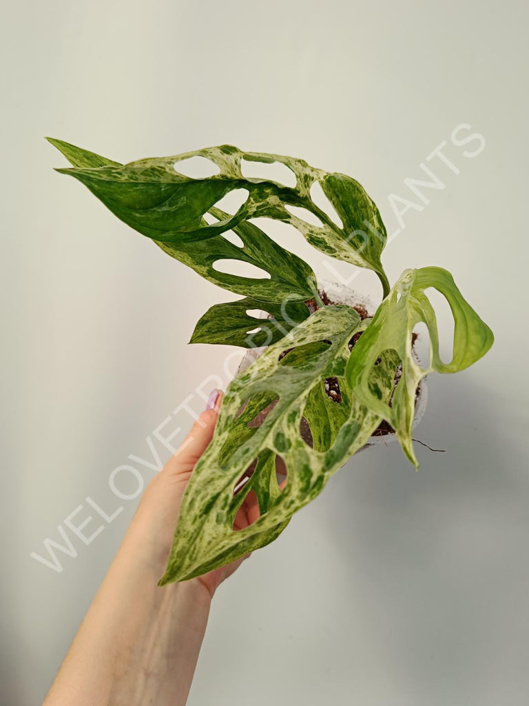 Monstera adansinii variegata mint