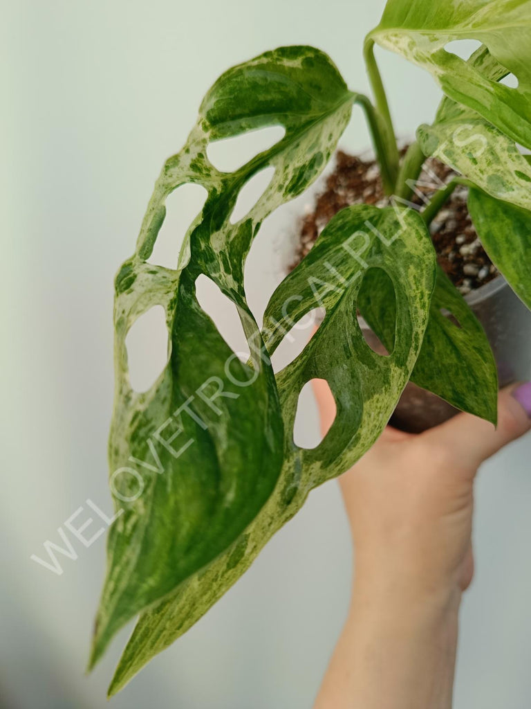 Monstera adansinii variegata mint