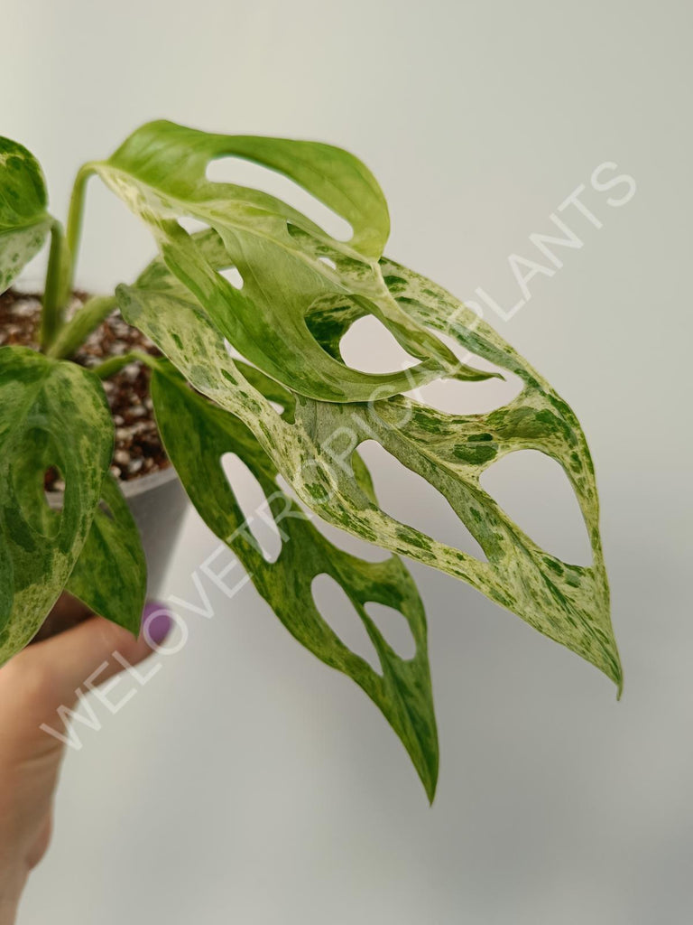 Monstera adansinii variegata mint