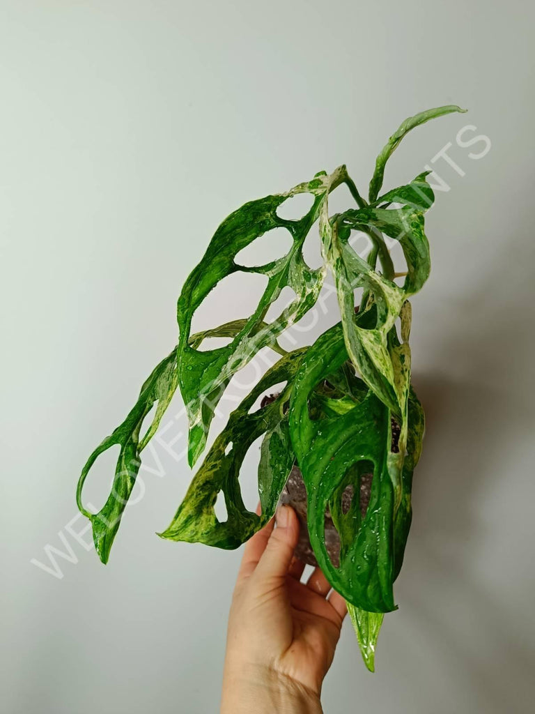 Monstera adansonii variegata mint