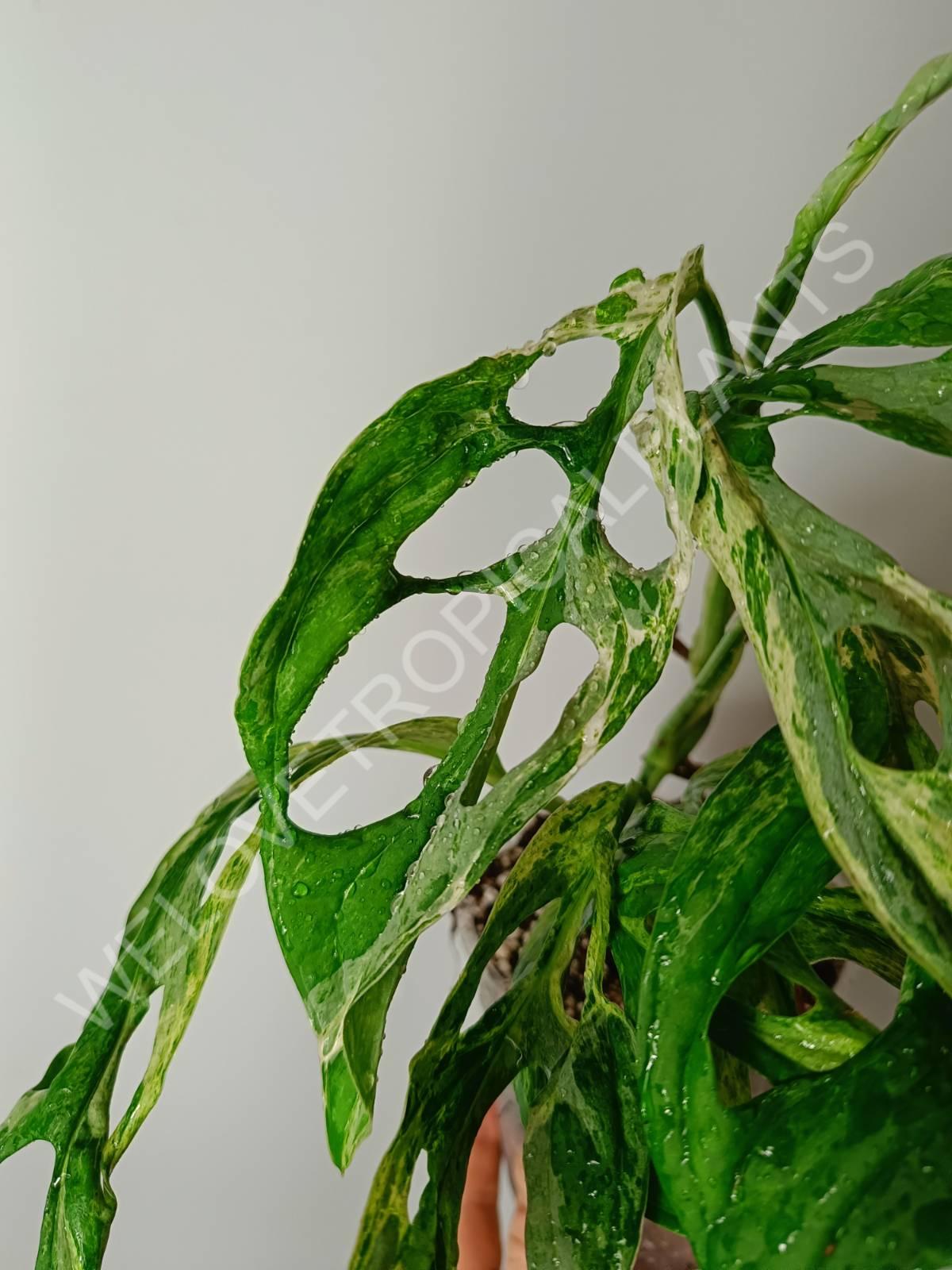 Monstera adansonii variegata mint