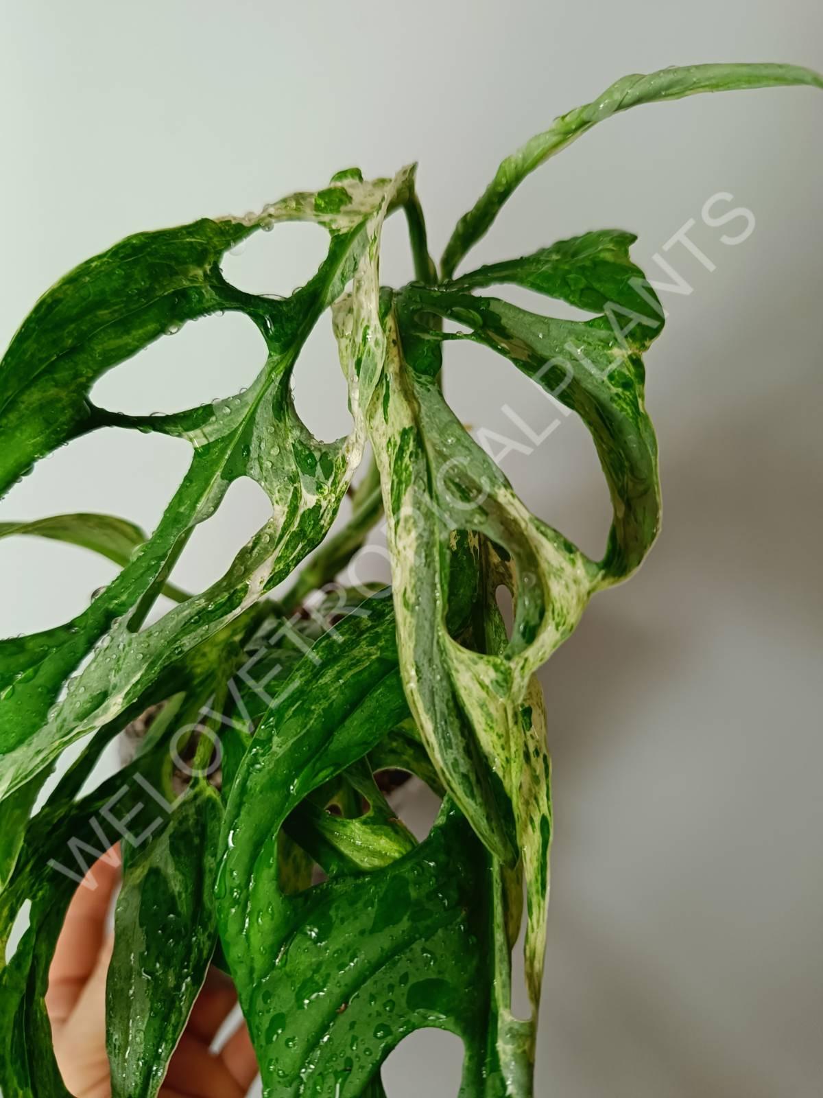 Monstera adansonii variegata mint