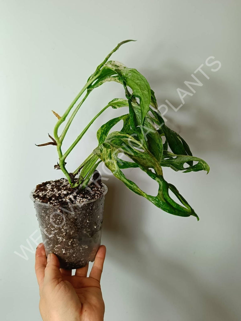 Monstera adansonii variegata mint