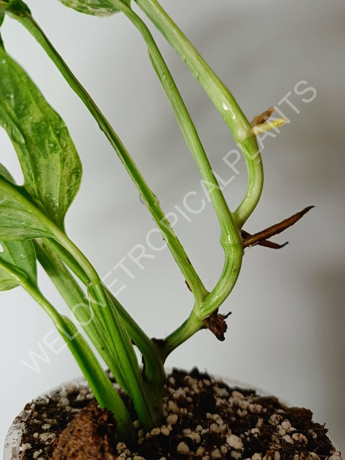 Monstera adansonii variegata mint