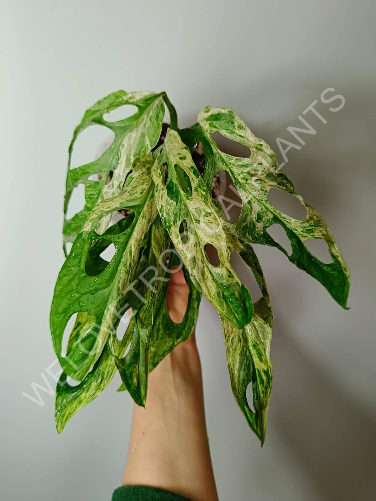 Monstera adansonii variegata mint