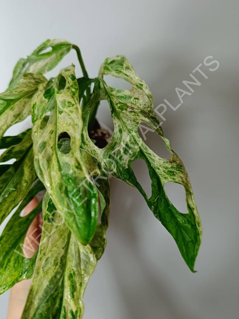 Monstera adansonii variegata mint