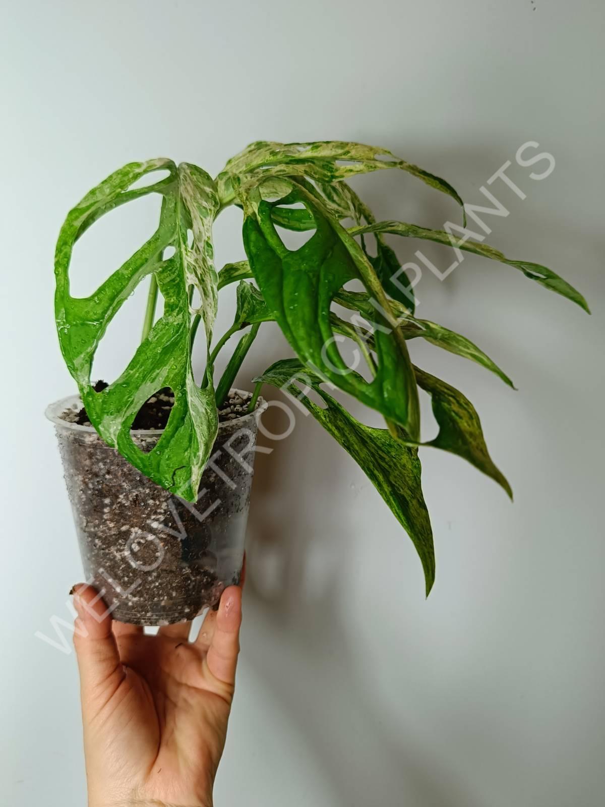 Monstera adansonii variegata mint