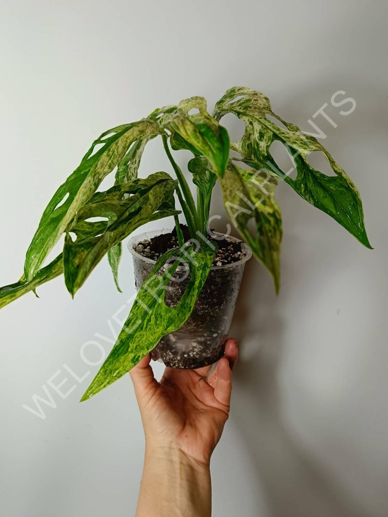 Monstera adansonii variegata mint