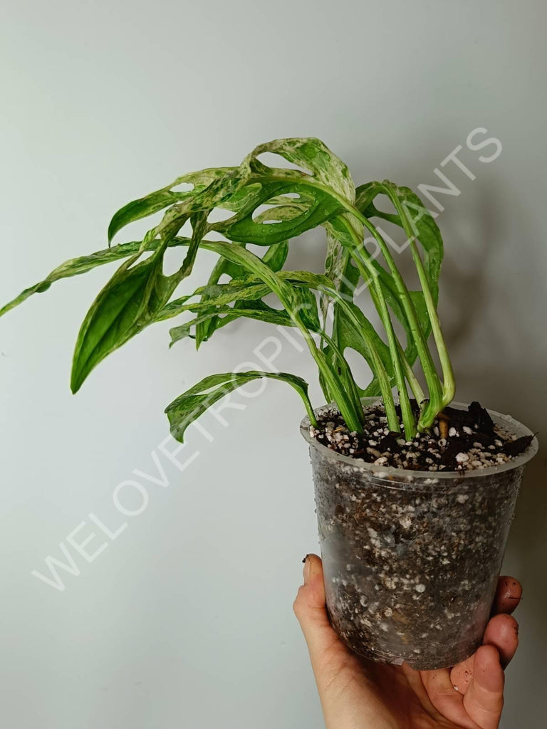 Monstera adansonii variegata mint