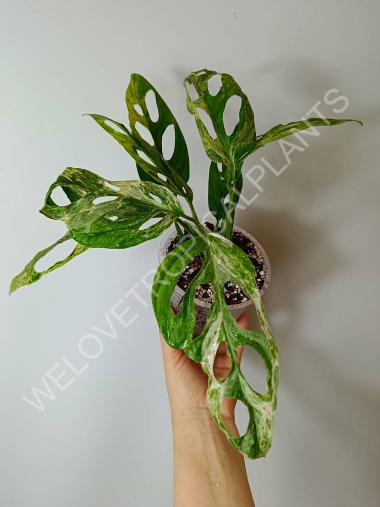 Monstera adansonii variegata mint